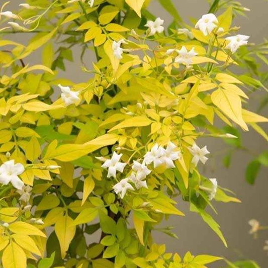 Echter Jasmin 'Fiona Sunrise' - Bakker