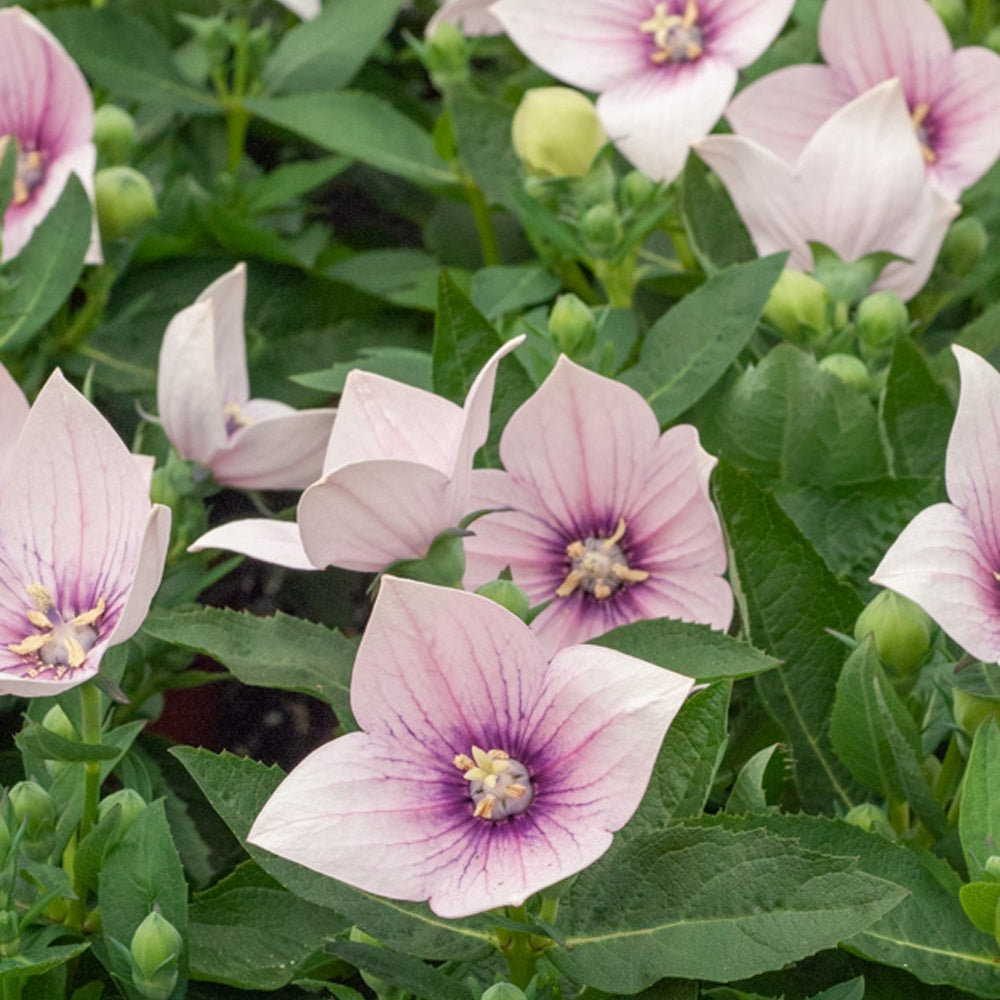 Ballonblume Pink - Bakker