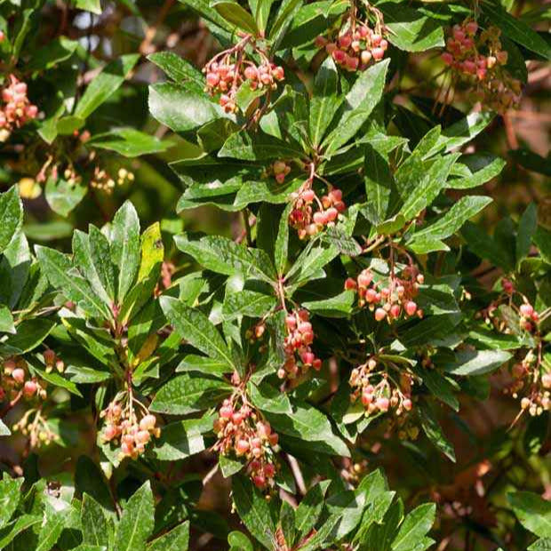 Erdbeerbaum Rubra - Bakker