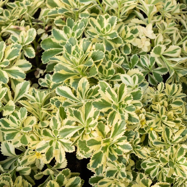 Sedum Atlantis - Bakker