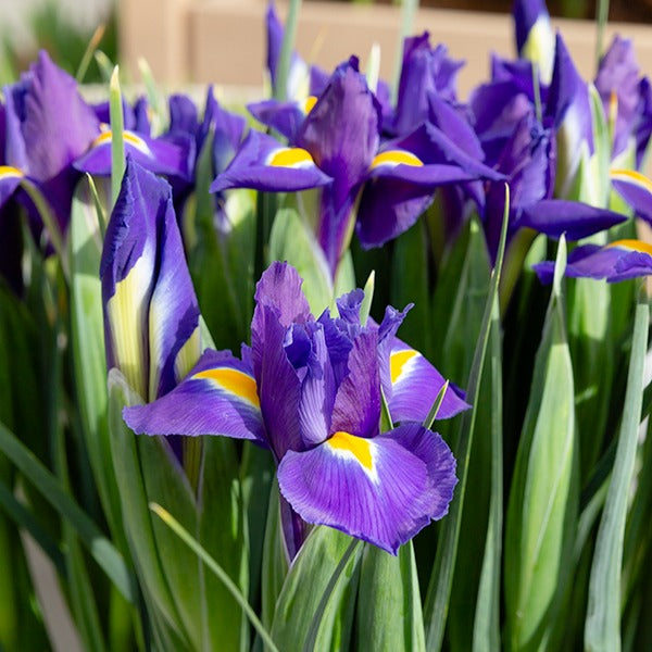 Holländische Schwertlilien 'Purple Sensation' - Bakker