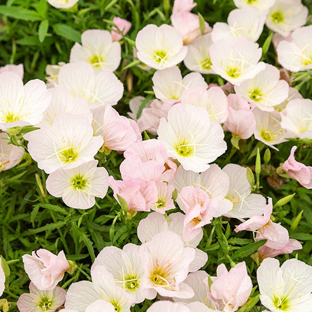 Nachtkerze Siskiyou Pink (x2) - Oenothera siskiyou pink - Bakker