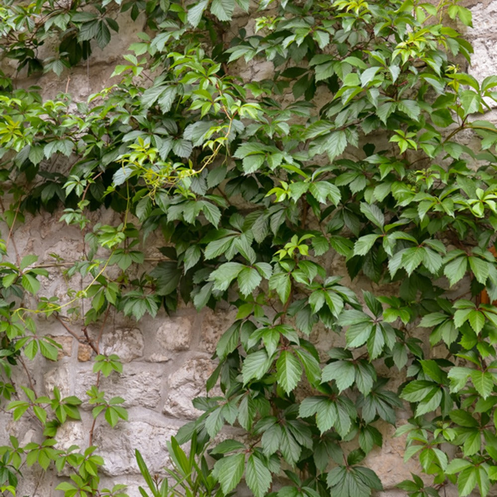 Robuste Pflanzen - Selbstkletternde Jungfernrebe 'Engelmannii' - Parthenocissus quinquefolia 'engelmannii'
