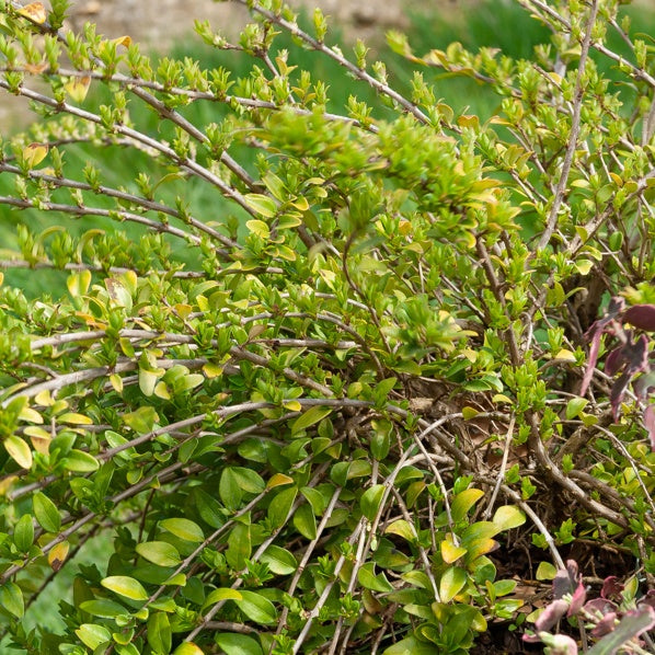 Heckensträucher - Heckenkirsche Maigrün - Lonicera nitida Maigruen