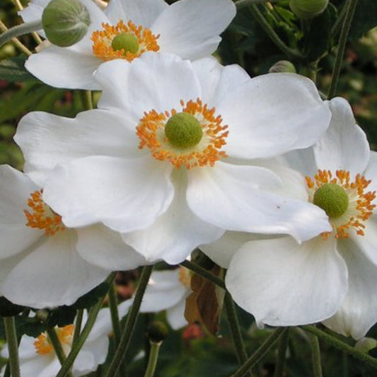 Herbst-Anemone 'Honorine Jobert' - Bakker