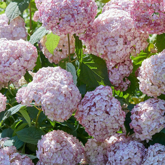 Hortensie ‘Candybelle Bubblegum’® - Bakker