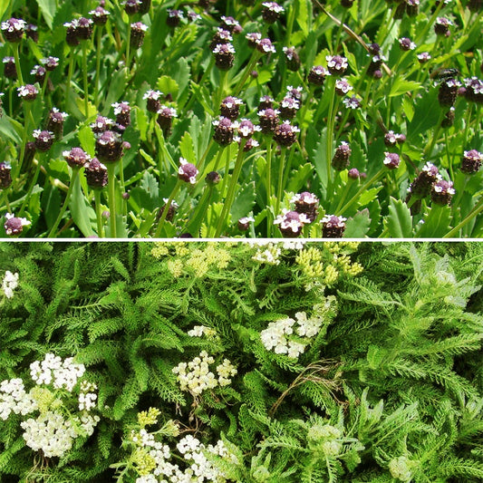 Schafgarben & Lippia Mischung (x3) - Bakker