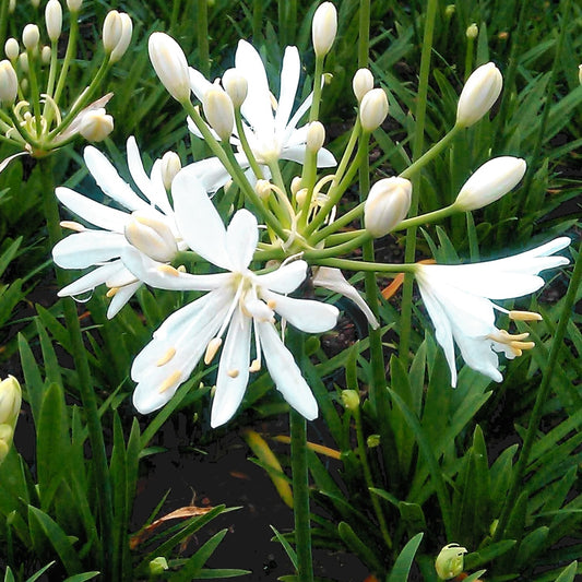 Agapanthus ‘Petit Eskimo’ - Bakker