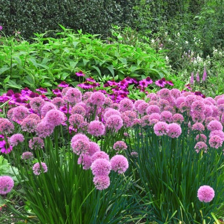 Zierlauch Lavender Bubbles - Bakker