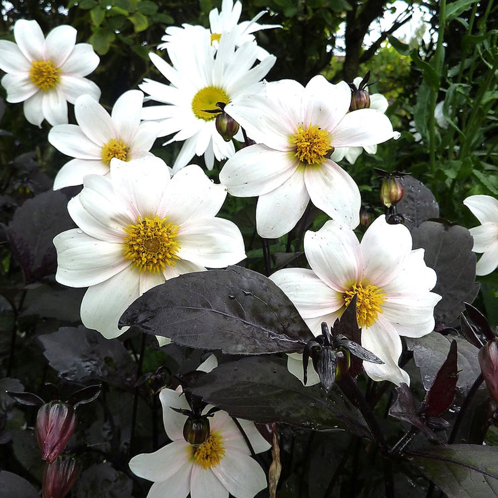 Dahlia Twyning's After Eight - Bakker