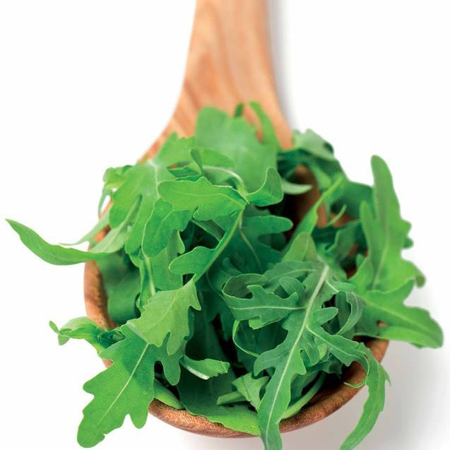 Biologisch angebaute Rucola - Eruca sativa - Bakker