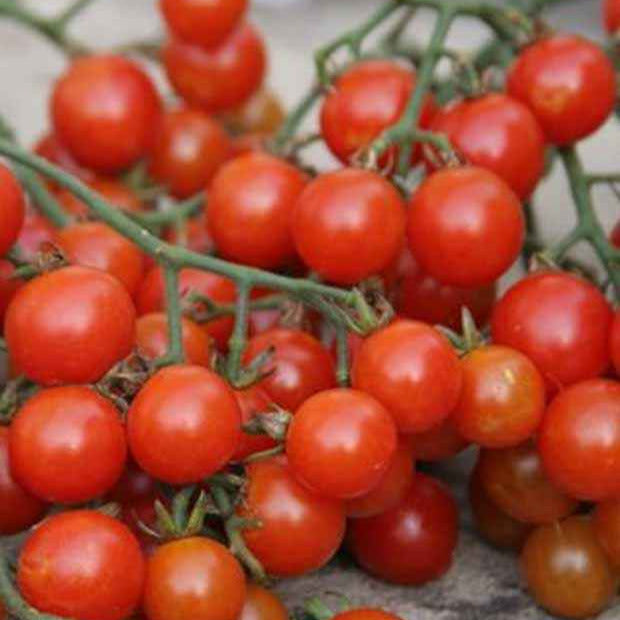Kirschtomate Sweetie BIO - Bakker