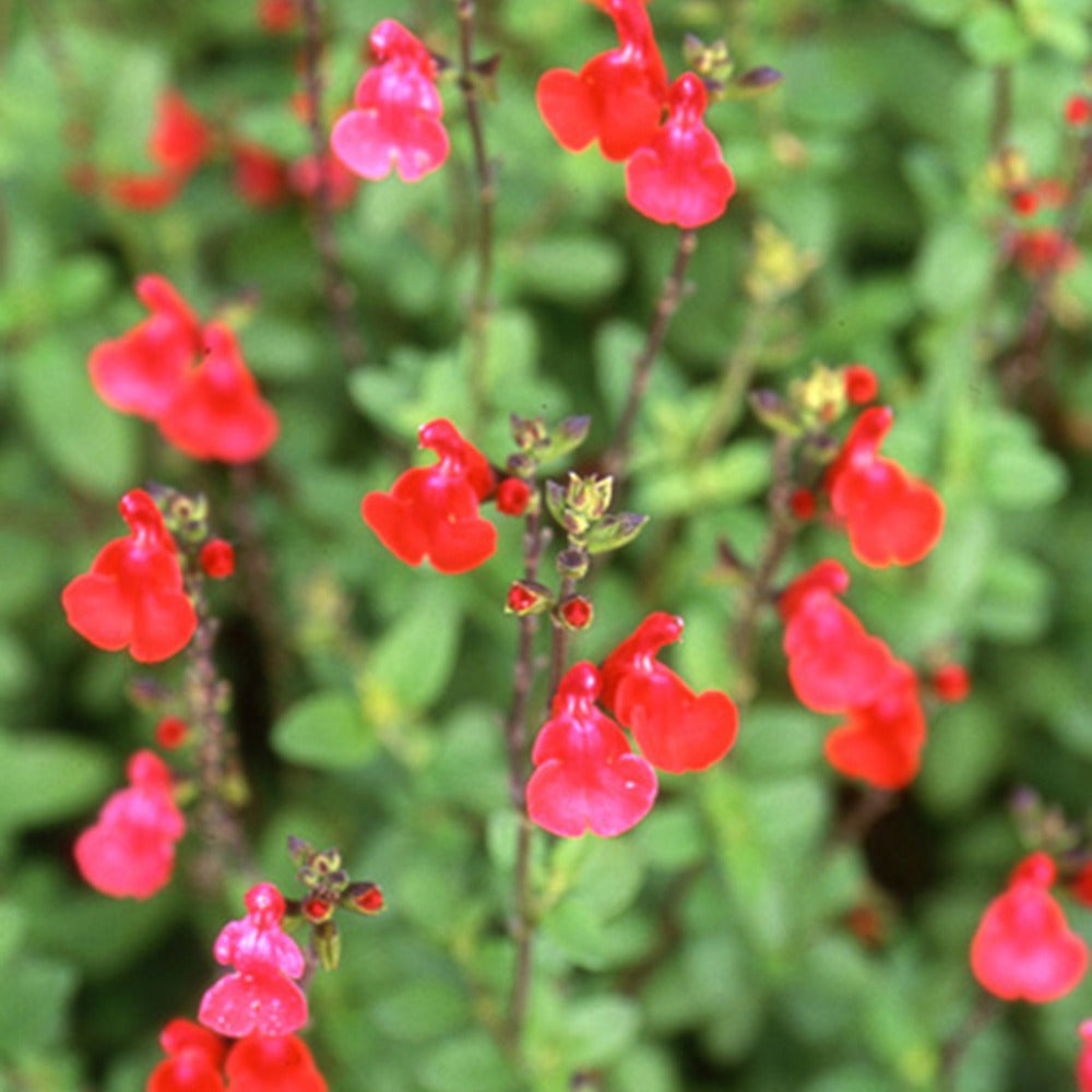 Salbei - Johannisbeer-Salbei Grahamii - Salvia microphylla (grahamii)
