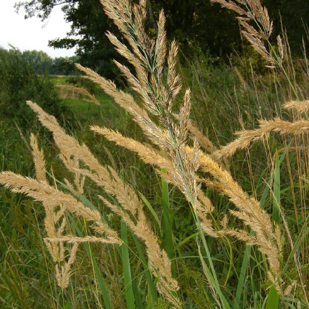 Land-Reitgras - Bakker