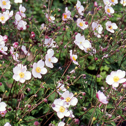 Japanische Anemone Robustissima - Bakker