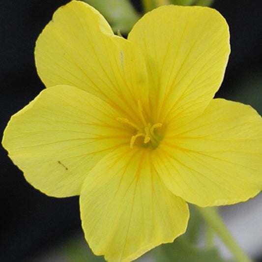 Gelber Lein 'Compactum' - Bakker