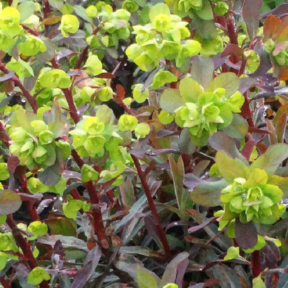 Wolfsmilch Ruby Glow - Bakker