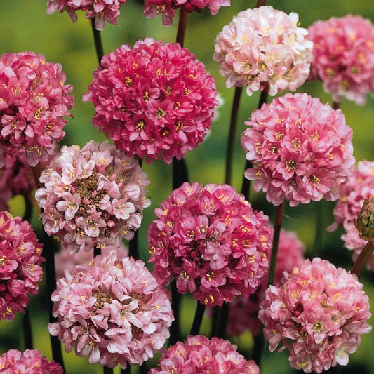 Breitblättrige Grasnelke Ballerina Lilac - Bakker