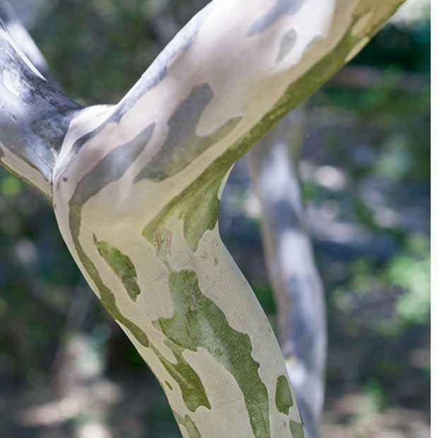 Verkauf Kreppmyrte ‘Braise d’Été®’ - Lagerstroemia indica braise d'été® ‘indybra’