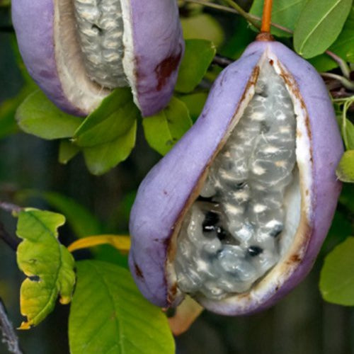 Akebia quinata - Fingerblättrige Akebie 'Quinata' - Kletterpflanzen