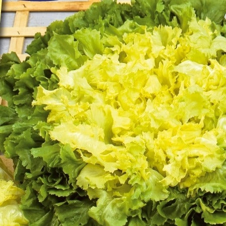Endiviensalat Eminence - Bakker