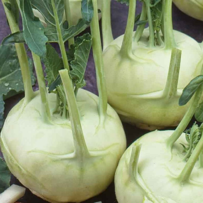 Weißer Kohlrabi Lanro Bio - Bakker