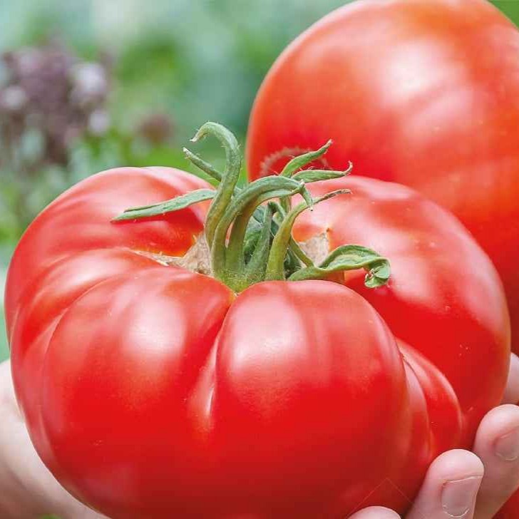 Fleischtomate Country Taste F1 Bio - Bakker