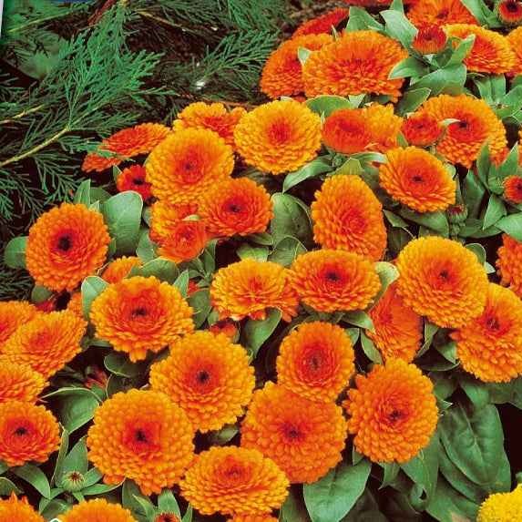 Ringelblume Orange Gitana - Bakker