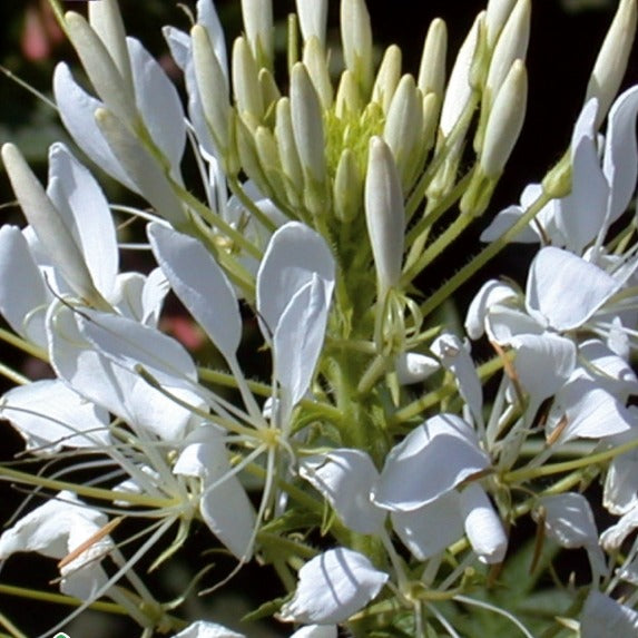 Dornige Cleome White Queen - Bakker