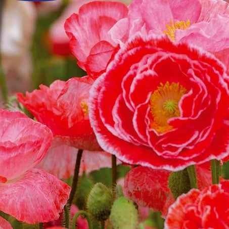Mohnblume Falling in Love - Bakker