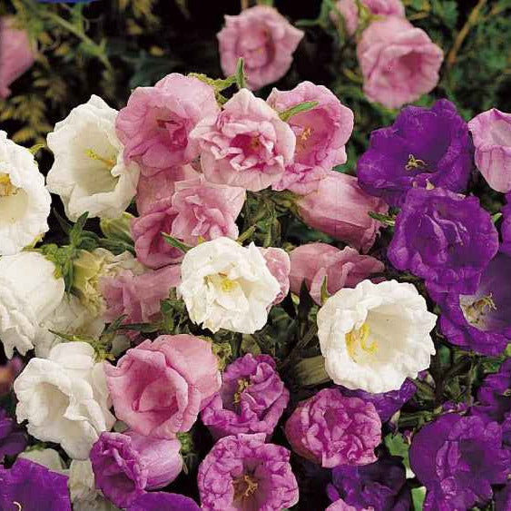 Glockenblumen Mischung - Bakker