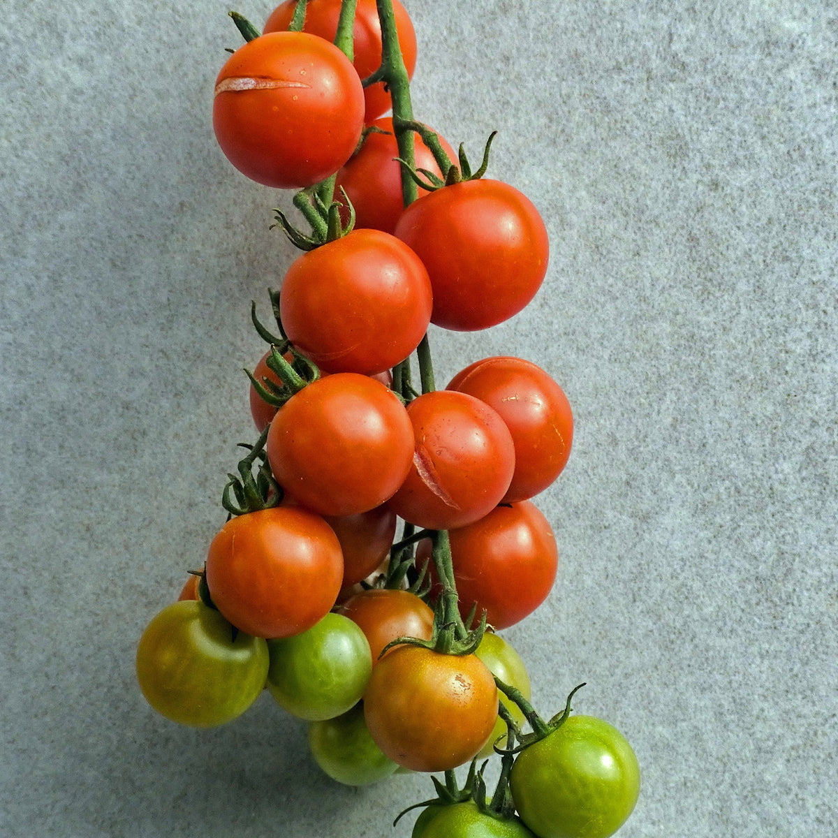 BIO-Kirschtomate - Bakker