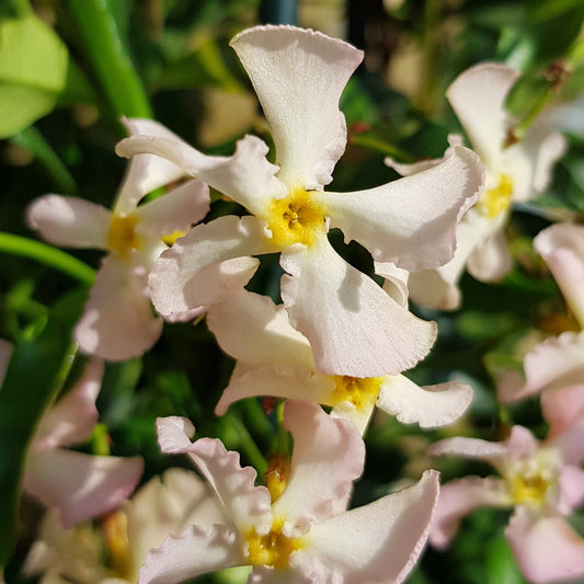 Sternjasmin ‘Pink Showers’ - Bakker
