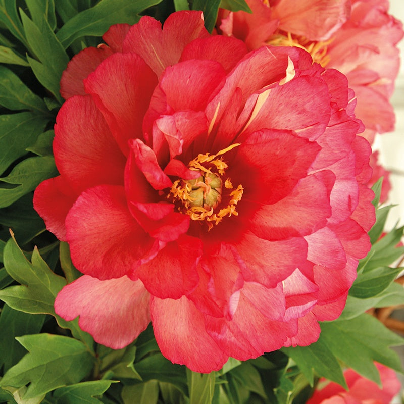 Pfingstrose 'Julia Rose' - Bakker