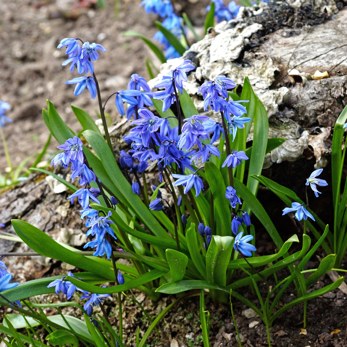 Verkauf Sibirischer Blaustern - Scilla siberica