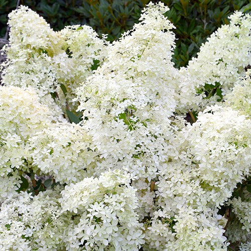 Rispenhortensie ‘Dentelle de Gorron®’ - Bakker