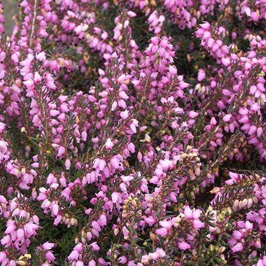 Winterheide ‘Spring Surprise’ - Bakker
