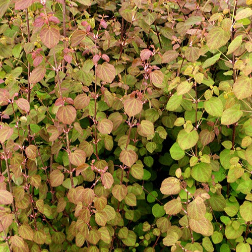Kuchenbaum Katsura - Bakker