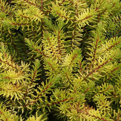 Winterheide Eva Gold - Bakker