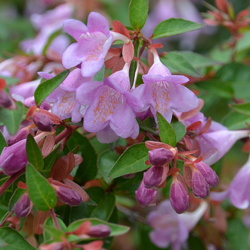 Abelia grandiflora Pink Pong ® - Abelia Pink Pong - Sträucher