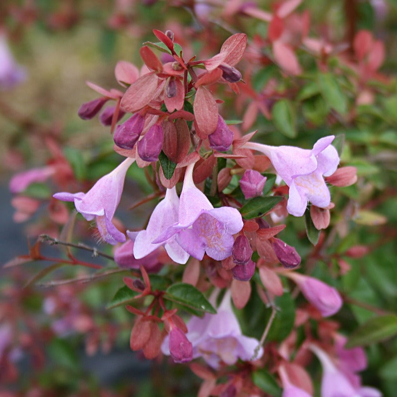 Abelia Pink Pong - Bakker