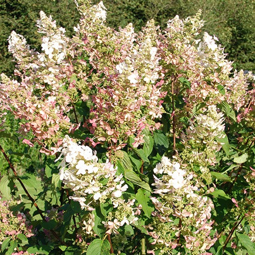 Rispenhortensie Dolly - Bakker