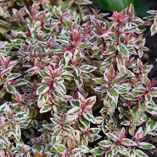Abelie ‘Pink Lady’ - Bakker