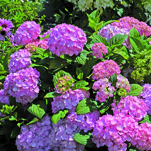 Hortensie So Long® Rosy - Bakker