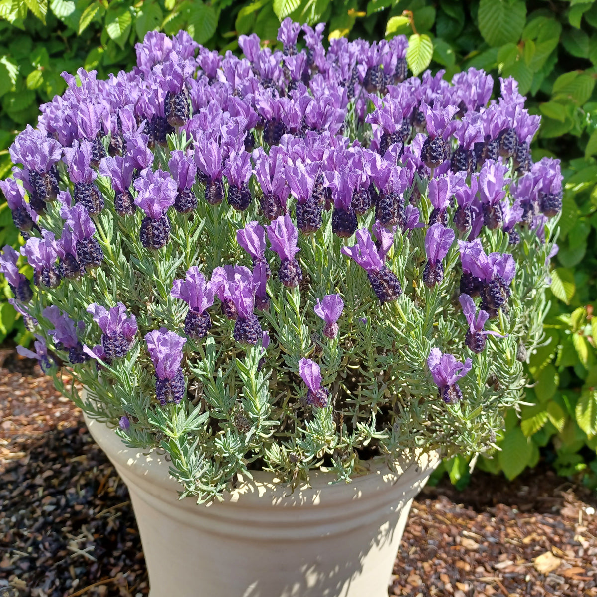 Schopflavendel MAGICAL® POSY PURPLE - Bakker