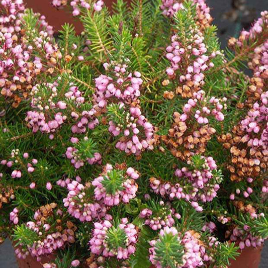 Cornwall-Heide ‘St Keverne’ - Bakker