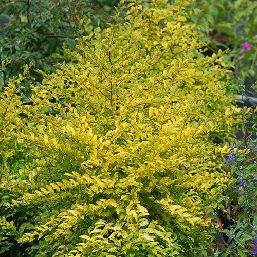 Chinesischer Liguster Sunshine - Bakker