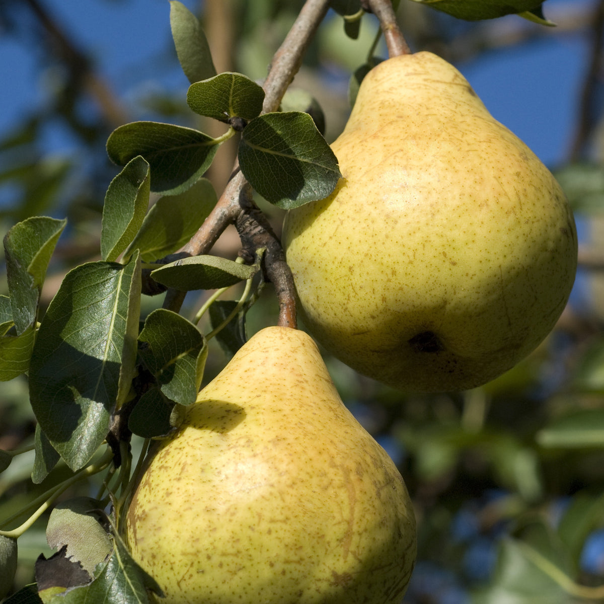 Birnenbaum 'Williams' - Bakker