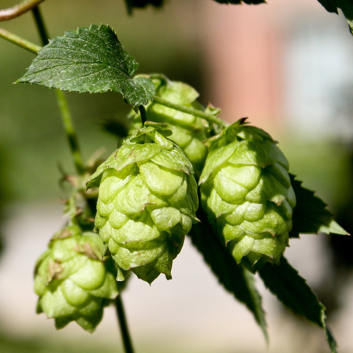 Hopfen 'Magnum' - Humulus lupulus magnum - Bakker