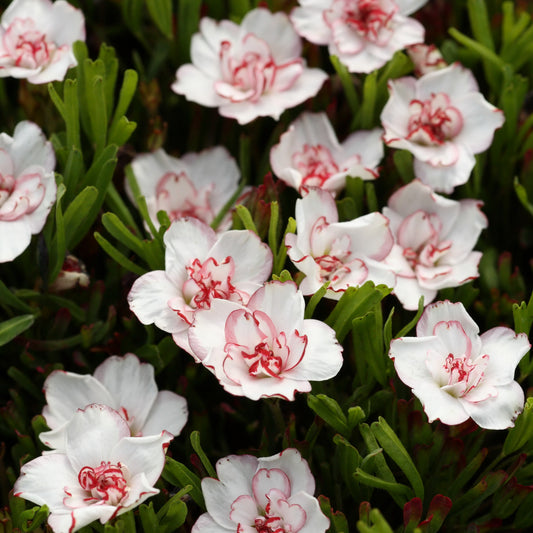 Oxalis 'Double Pink Wonder' (x5) - Bakker